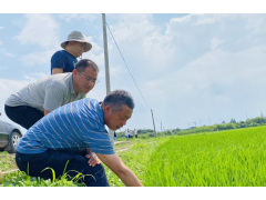 江苏句容：强产业 富农民 守粮仓 “农业+”助力乡村振兴