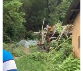 种植南瓜小妙招，一颗南瓜苗结出7、8个大南瓜，方法简单一看就会