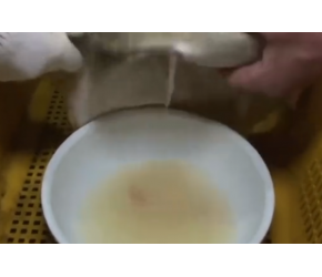 鳜鱼高级养殖技术，人工取卵受精培育出鱼苗，价格昂贵的淡水鱼