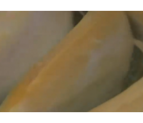 鳜鱼高级养殖技术，人工取卵受精培育出鱼苗，价格昂贵的淡水鱼