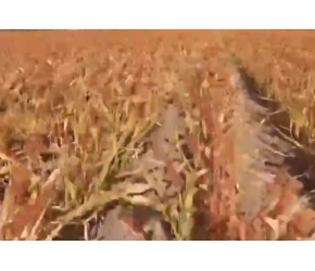 高粱的一生｜现代农业种植和收获高粱
