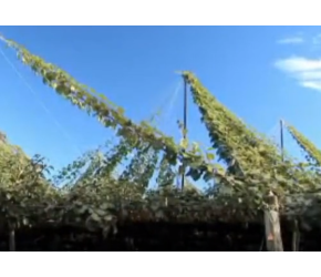 猕猴桃的一生｜现代农业种植和收获奇异果