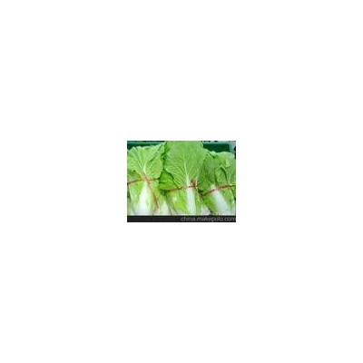 昌乐白菜大白菜优质娃娃菜优质露天白菜高品质出口白菜