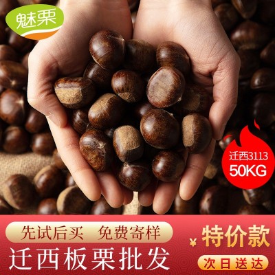 魅栗 迁西板栗批发河北313板栗生新鲜油栗糖炒3113栗子100斤包退