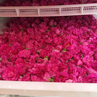 平阴散装玫瑰花冠人工精选大冠重瓣红玫瑰低温无硫玫瑰