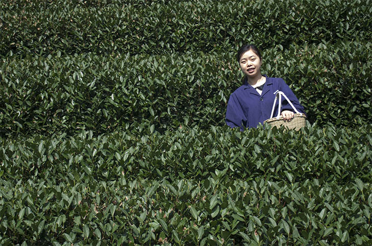 采茶女.jpg
