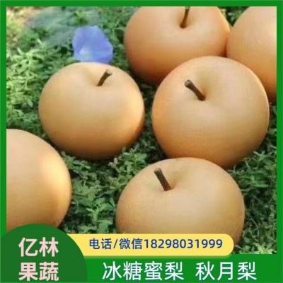冰糖秋月梨 果皮呈金黄色 果型端正多汁 外形圆润 汁水充足