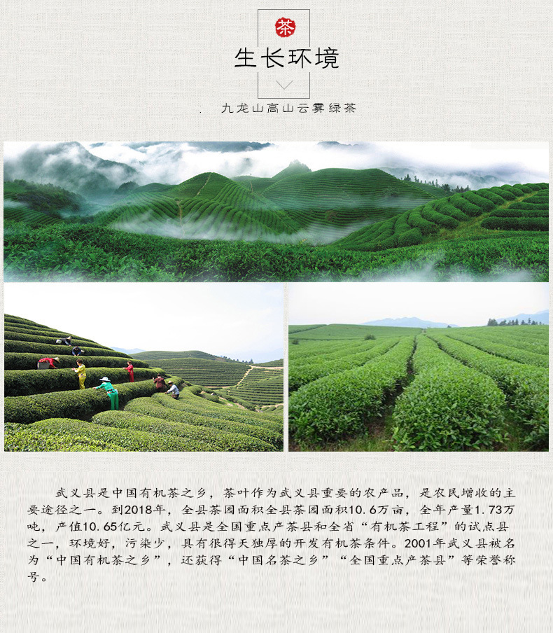云雾茶-1