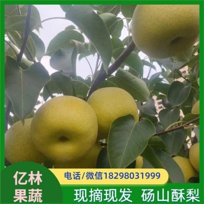 酥梨 大小均匀饱满 弹指即破 既可生食也可蒸煮后食用