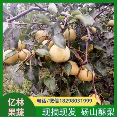 大号荔砀山酥梨 种类多样 入口即酥 兼皮薄多汁