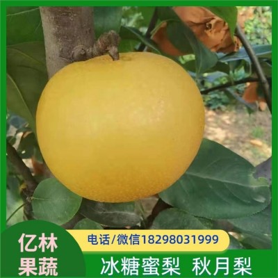 秋月蜜梨 果皮呈金黄色 果实大小均匀 汁液甘甜 清香