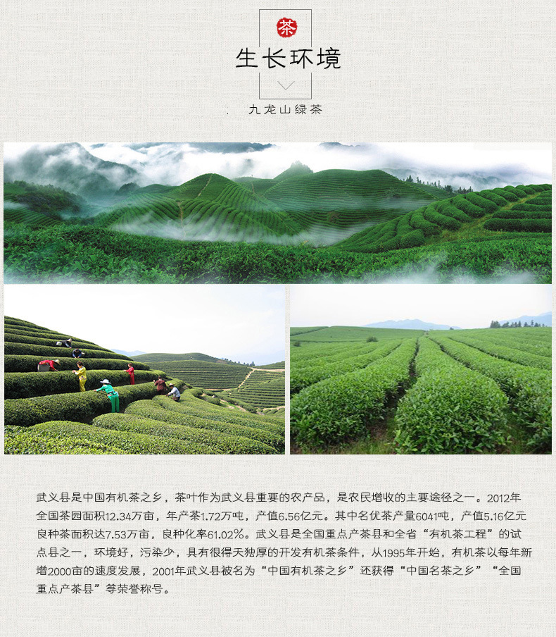 云雾茶-10