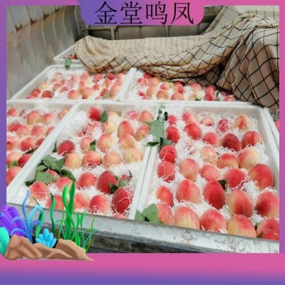 新鲜水果桃子水蜜桃 现摘现发脆甜毛桃基地果园直发子
