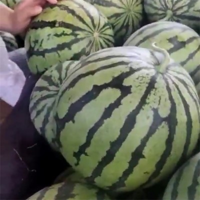 高甜砀山美都西瓜种植基地 新鲜现摘