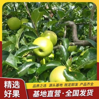 早熟青苹果出售 孕妇水果 软硬适度 果重200g 福满家果园直发
