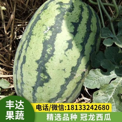 冠龙西瓜 夏季新鲜水果 耐贮运 质地沙脆 大棚种植