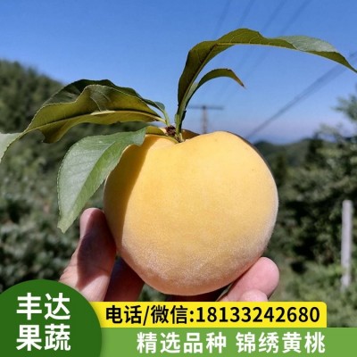 锦绣黄桃 肉色金黄毛桃 新鲜时令水果 坐果率高 产地代发