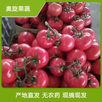 山东硬粉西红柿_全国发货_大量上市_商超品质