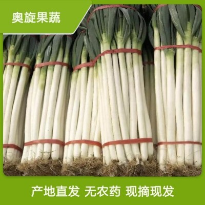 山东铁杆大葱_毛葱_货源充足_产地直供