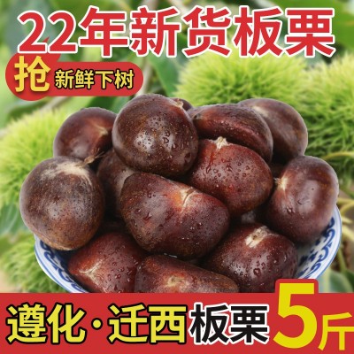2022年新板栗迁西板栗3113新鲜栗子/河北生鲜油糖炒栗子批发100斤
