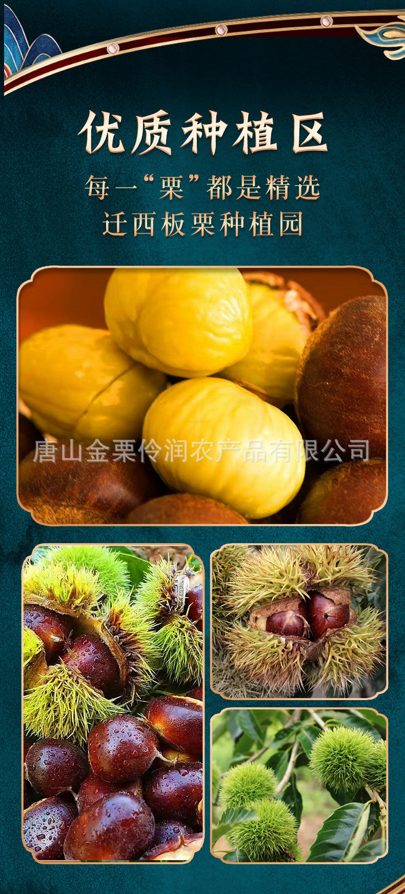 板栗详情_03.jpg