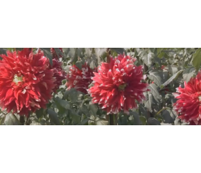 大丽花种植技术，助力产值增加|农广天地
