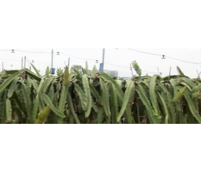 小伙种植火龙果让收入巨增，高产量的新模式令人大开眼界