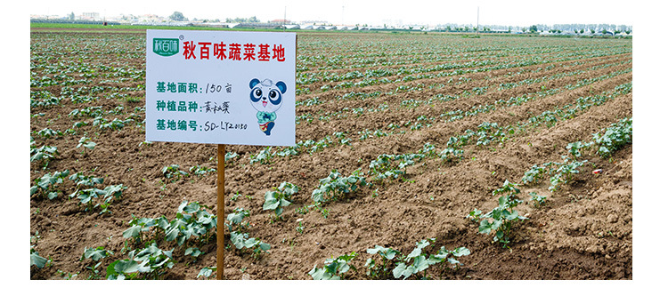 san包装脆(什锦蔬菜脆片)_16.jpg