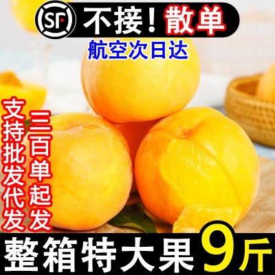 正宗蒙阴黄桃新鲜水果黄金蜜桃当季孕妇甜脆桃子现货整箱10斤包邮