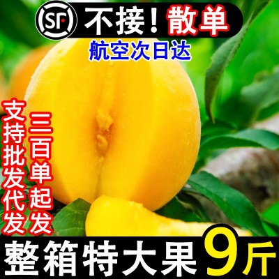 正宗蒙阴黄桃新鲜水果当季孕妇黄金蜜桃甜脆桃子10斤现货整箱包邮