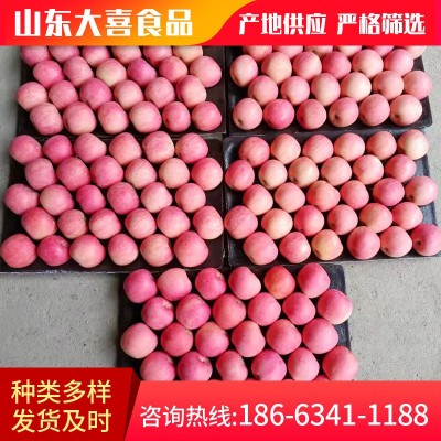 当季新鲜红富士苹果 自家果园现摘现发孕妇水果应季批发脆甜多汁