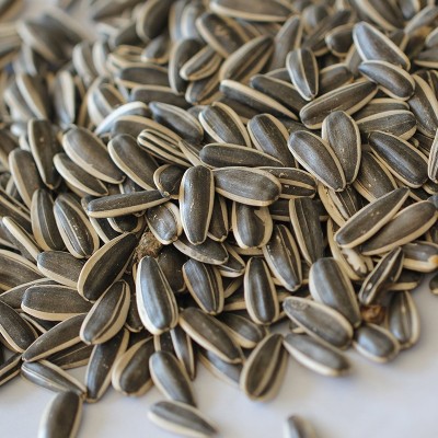 生葵花子原味新货内蒙古生瓜子赤峰363大颗粒新葵花籽5斤袋装批发