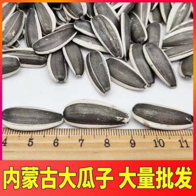瓜子内蒙古葵花子363赤峰生葵花籽散装原味大颗粒批发厂家大瓜籽