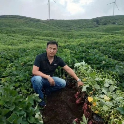 红心红薯批发 呱之廊高原小蜜薯 个头大 烤地瓜专用烟薯 易剥皮