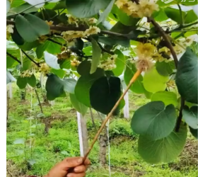种植猕猴桃要不要配公树（雄株）