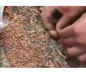 天麻种植方法_天麻种植技术视频