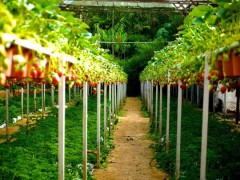 农业农村部：将加大对设施农业及植物工厂垂直农业的支持