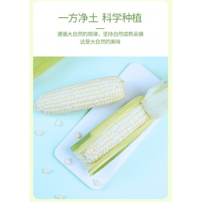 可生食 皮薄 汁多 鲜牛奶玉米 低脂蔬菜 属杂粮 健康绿色 自然