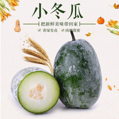 新鲜蔬菜小冬瓜迷你冬瓜小香瓜农家露天种植粉糯冬瓜基地现摘现发