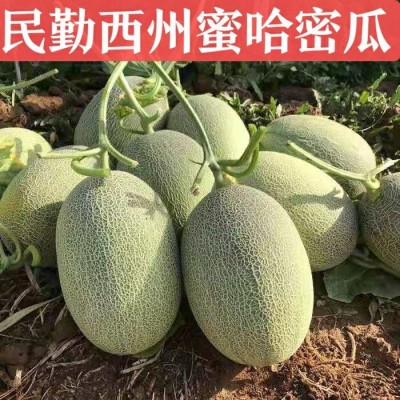 甘肃民勤西州蜜 哈密瓜 晓蜜25号 西州蜜 香甜蜜瓜 新鲜水果