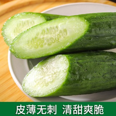 水果小黄瓜新鲜包邮清脆爽口现摘现发无刺小黄瓜5斤装 一件代发