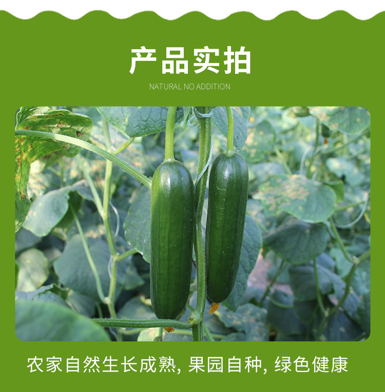水果小黄瓜_08.jpg