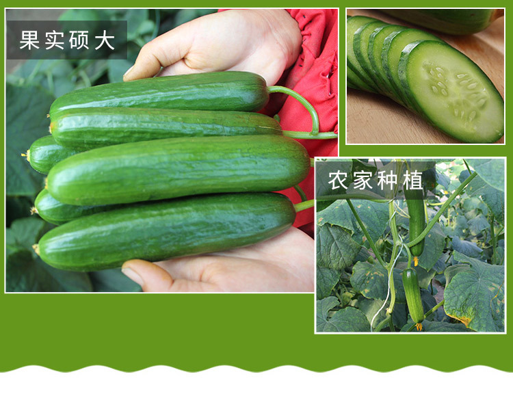 水果小黄瓜_04.jpg