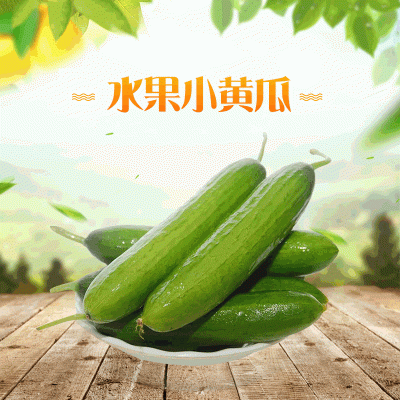新鲜 水果小黄瓜 现摘现发无刺青瓜批发零售一件代发一件包邮