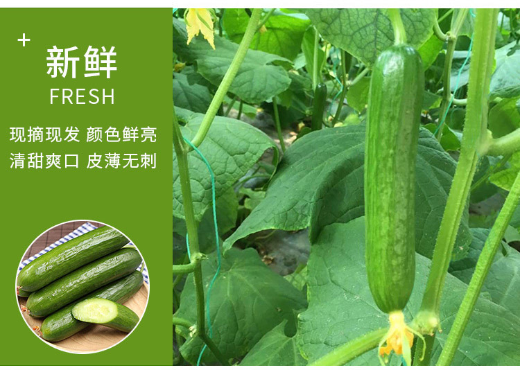 水果小黄瓜_05.jpg
