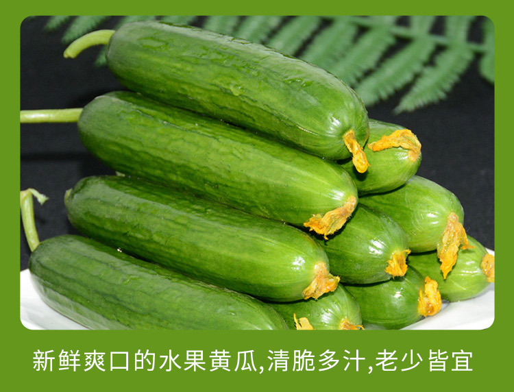 水果小黄瓜_04.jpg