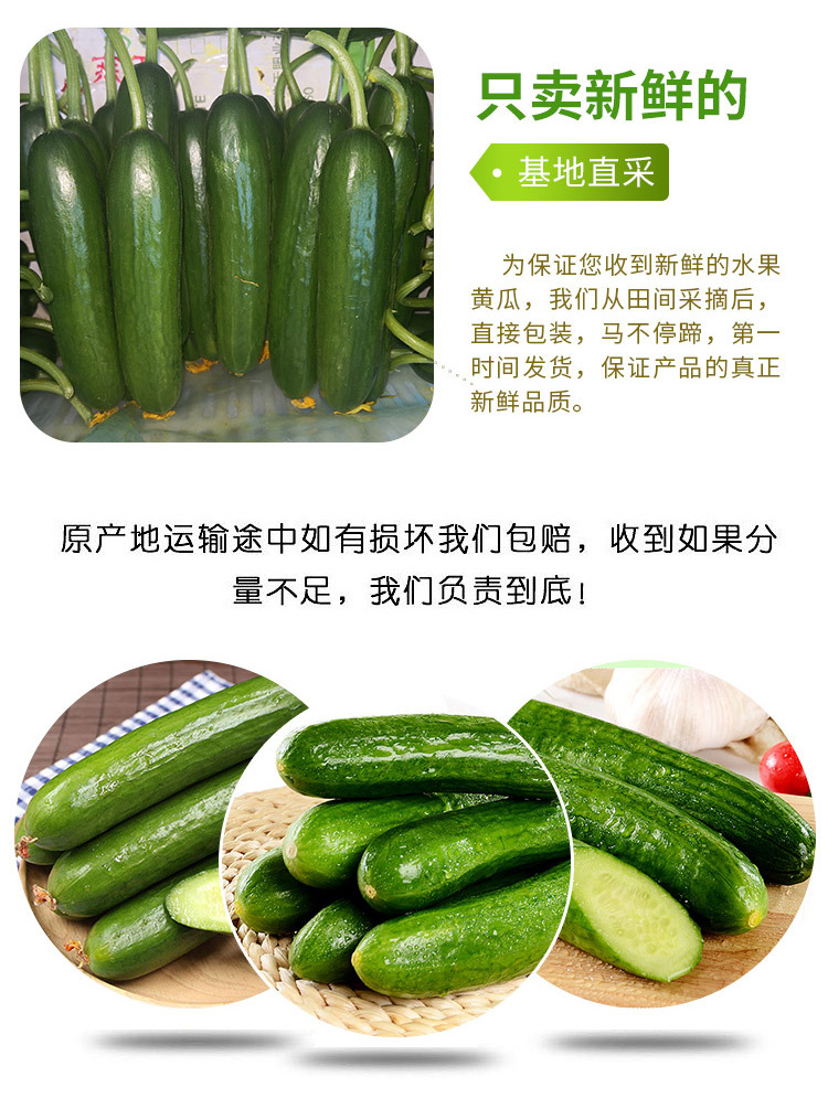水果小黄瓜_03.jpg