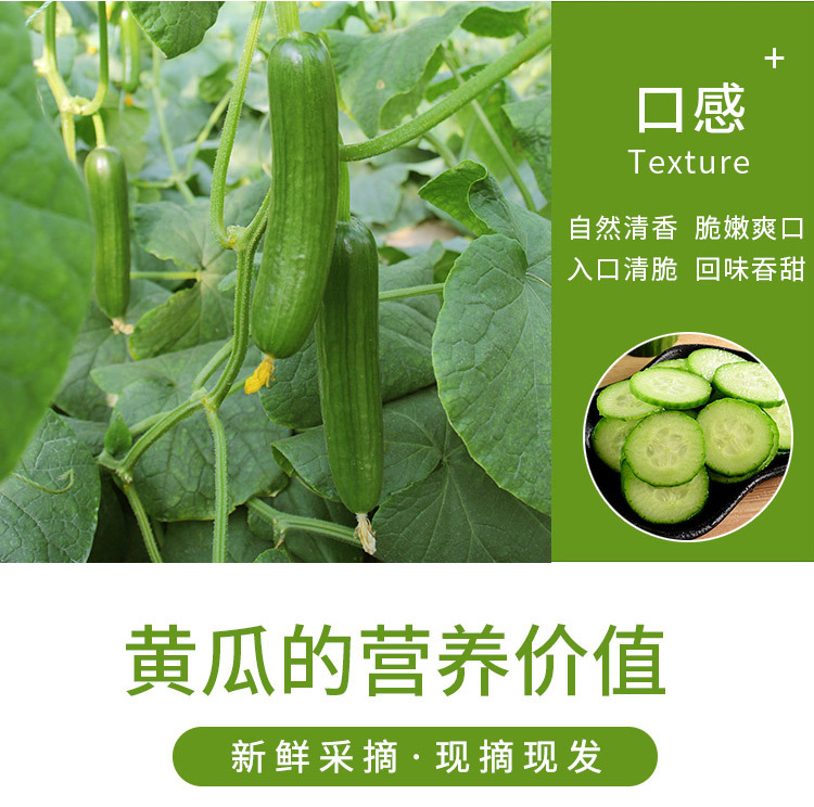 水果小黄瓜_02.jpg