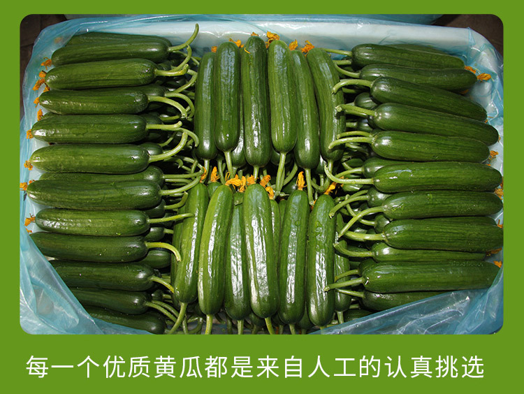 水果小黄瓜_07.jpg