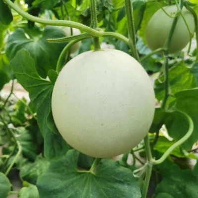 甜瓜玉菇甜瓜香瓜新鲜甜瓜当季水果绿肉哈蜜瓜非网纹瓜一件代发